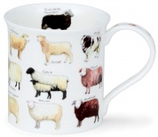 BUTE Animal Breeds Sheep - porcelana