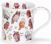 Bute Birdlife Owls